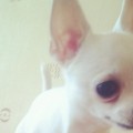 Borya babyboy & Ginger babygirl