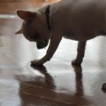 IMG_1286