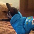 Нос к носу ,глаза в глаза :)