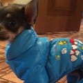Ждем зиму в новом наряде :)