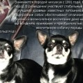 ПИТОМНИК