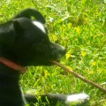 SAM_0451