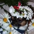 Ромашковая радость. Винки