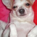 Ginny