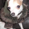 ginny
