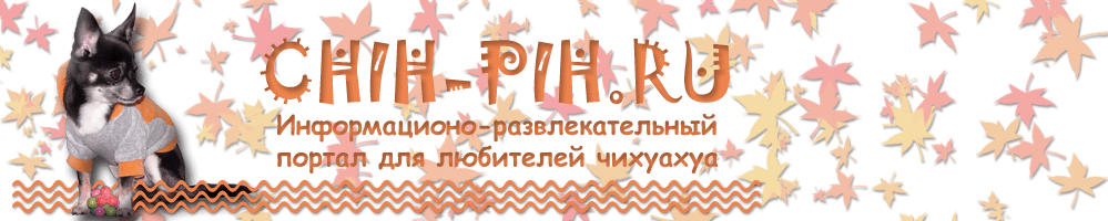 Чихуахуа. Chihuahua.