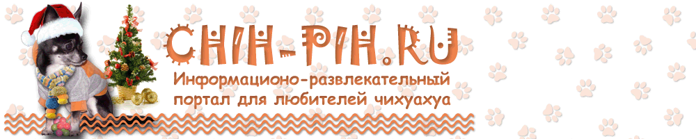 Чихуахуа. Chihuahua.