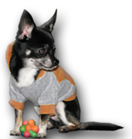 Чихуахуа. Chihuahua.