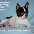 BELISSIMO BRAVO MISTERIUS