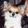 WEE BARK CHIHUAHUA S FUZZBUSTER