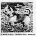 APOCO BALLYBROKE BILLY BUNTER