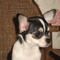 IMG_0115_1