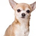 Мои чихуахуа