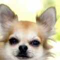 C`Junior Du Doux Mystere