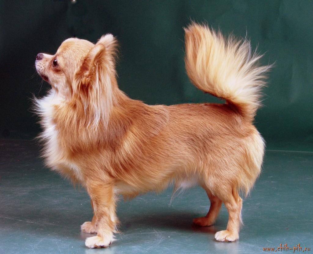 Чихуахуа длинношерстные коби. Чихуахуа длинношерстные с висячими ушами. Чихуахуа стандарт длинношерстные. Чихуа стандарт породы окрасы. Чихуахуа какая шерсть.