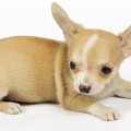 dog_6_avg_2_19