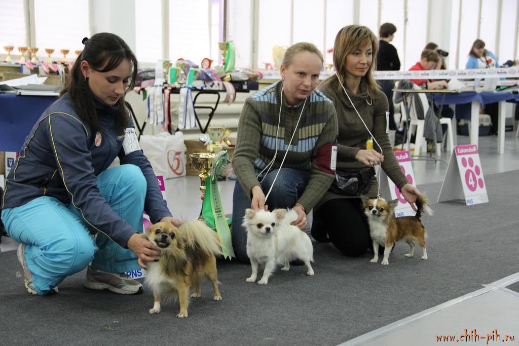 Выставки чихуахуа в 2020 году: монопородные выставки НКП в Москве, Петербурге и др.