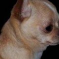 ОРО