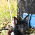 Ранний лес
